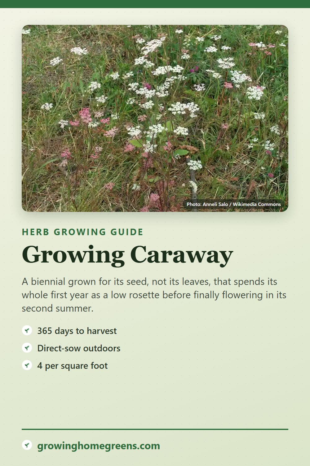 Caraway: growing guide