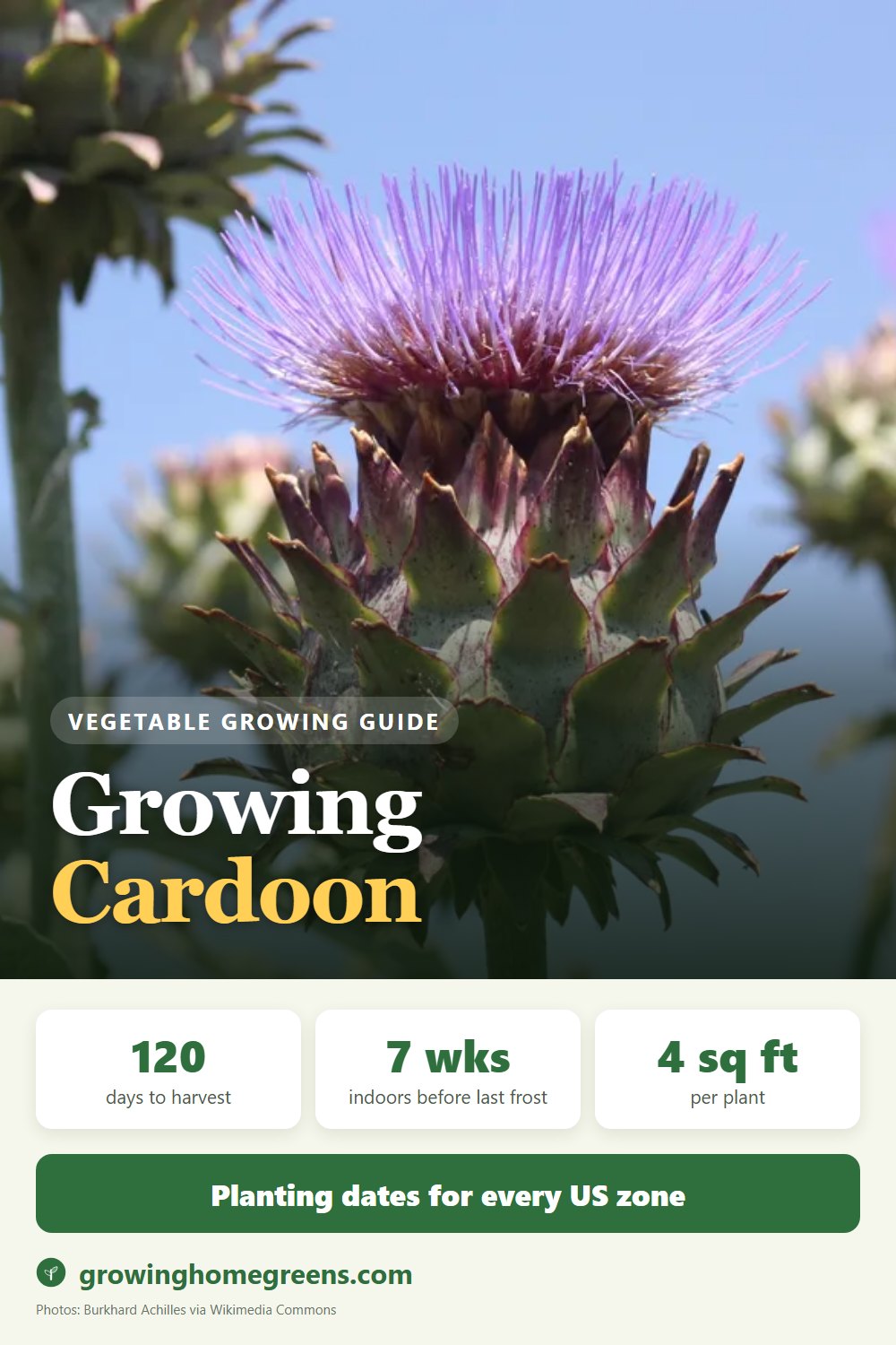 Cardoon: growing guide