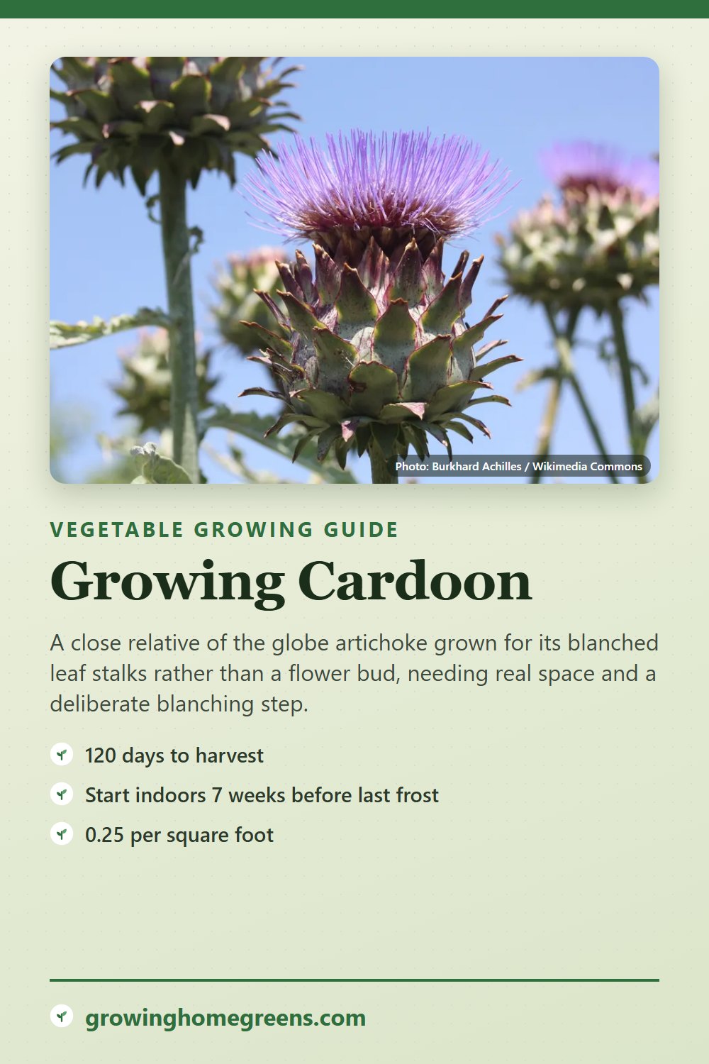 Cardoon: growing guide