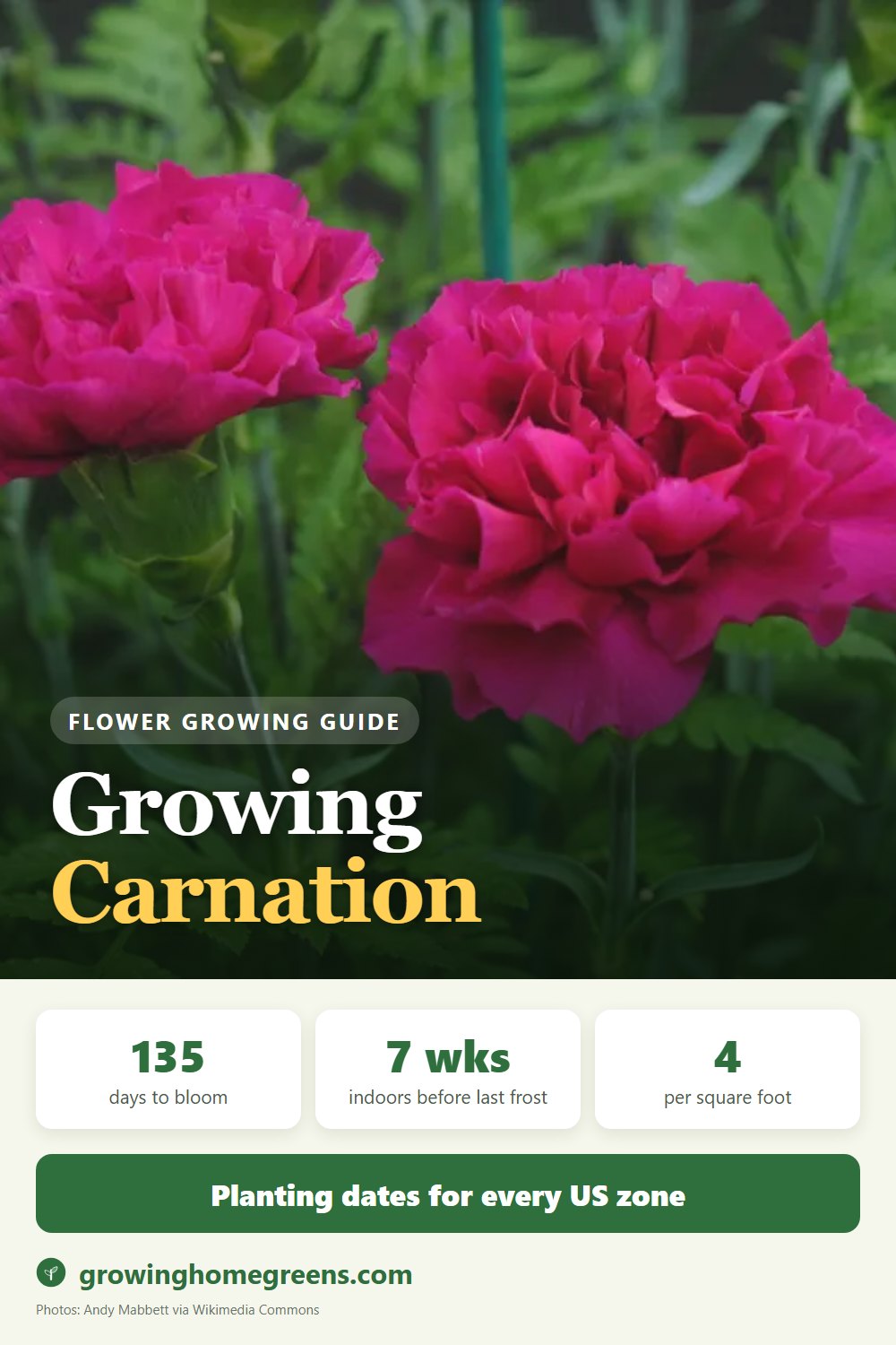 Carnation: growing guide