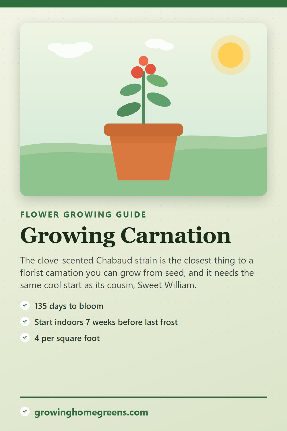 Carnation: growing guide
