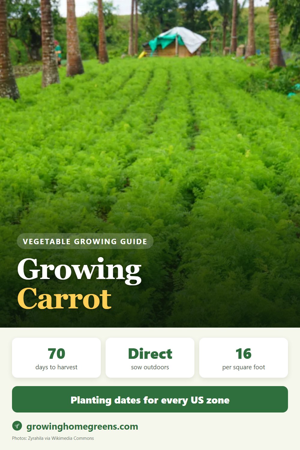 Carrot: growing guide