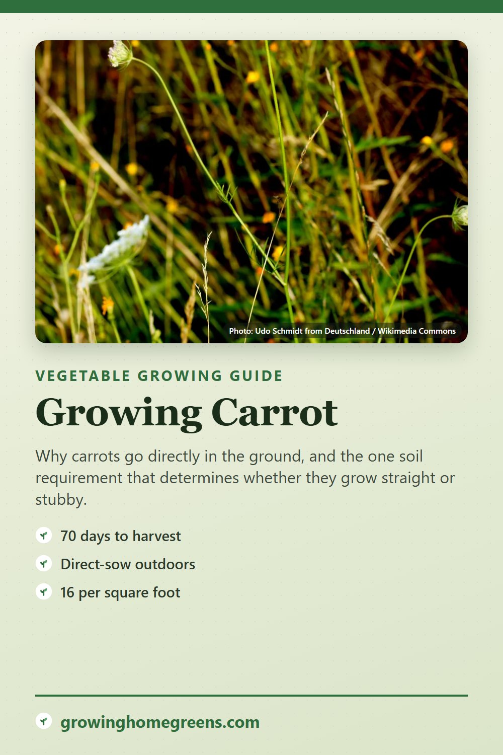 Carrot: growing guide