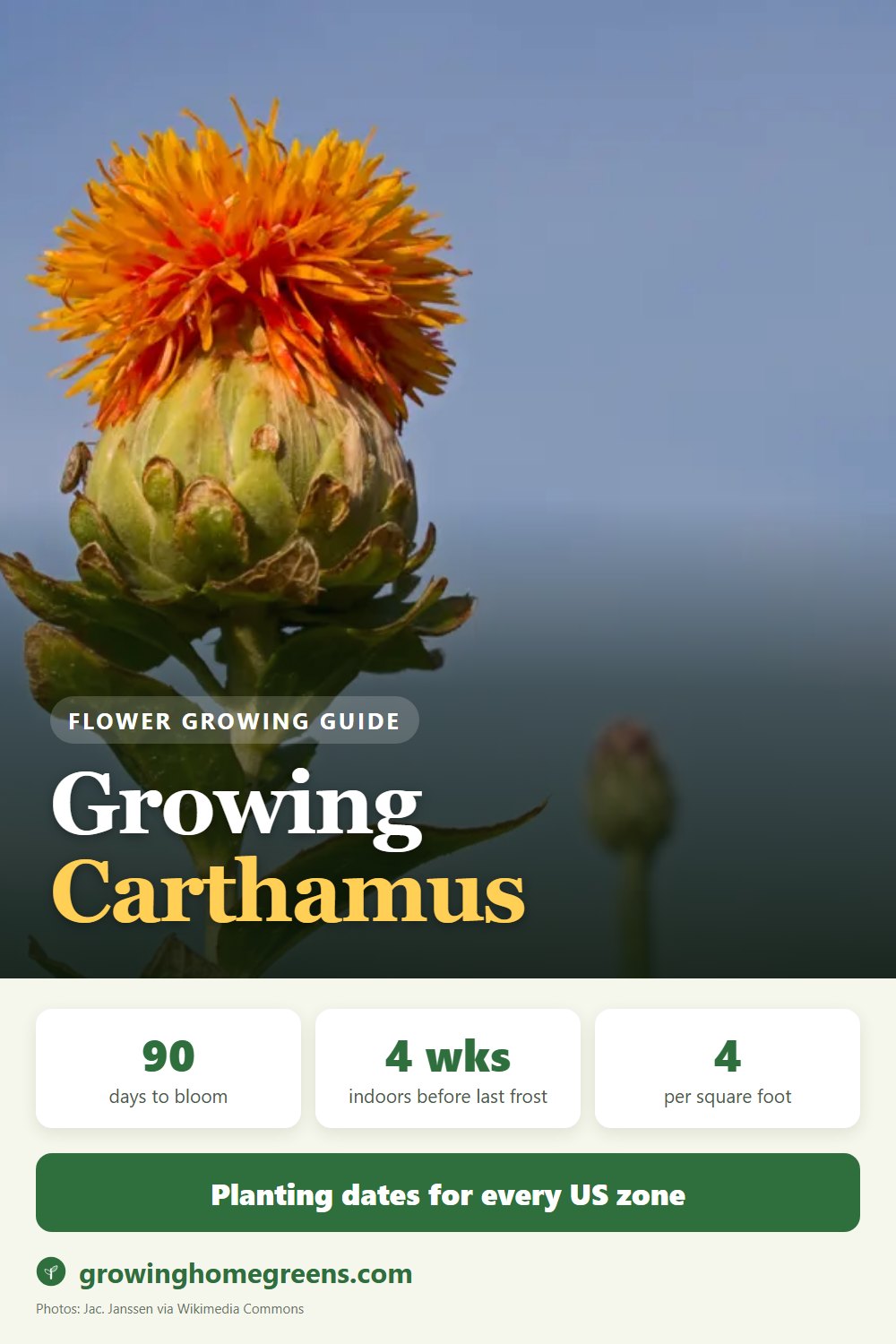 Carthamus (Safflower): growing guide
