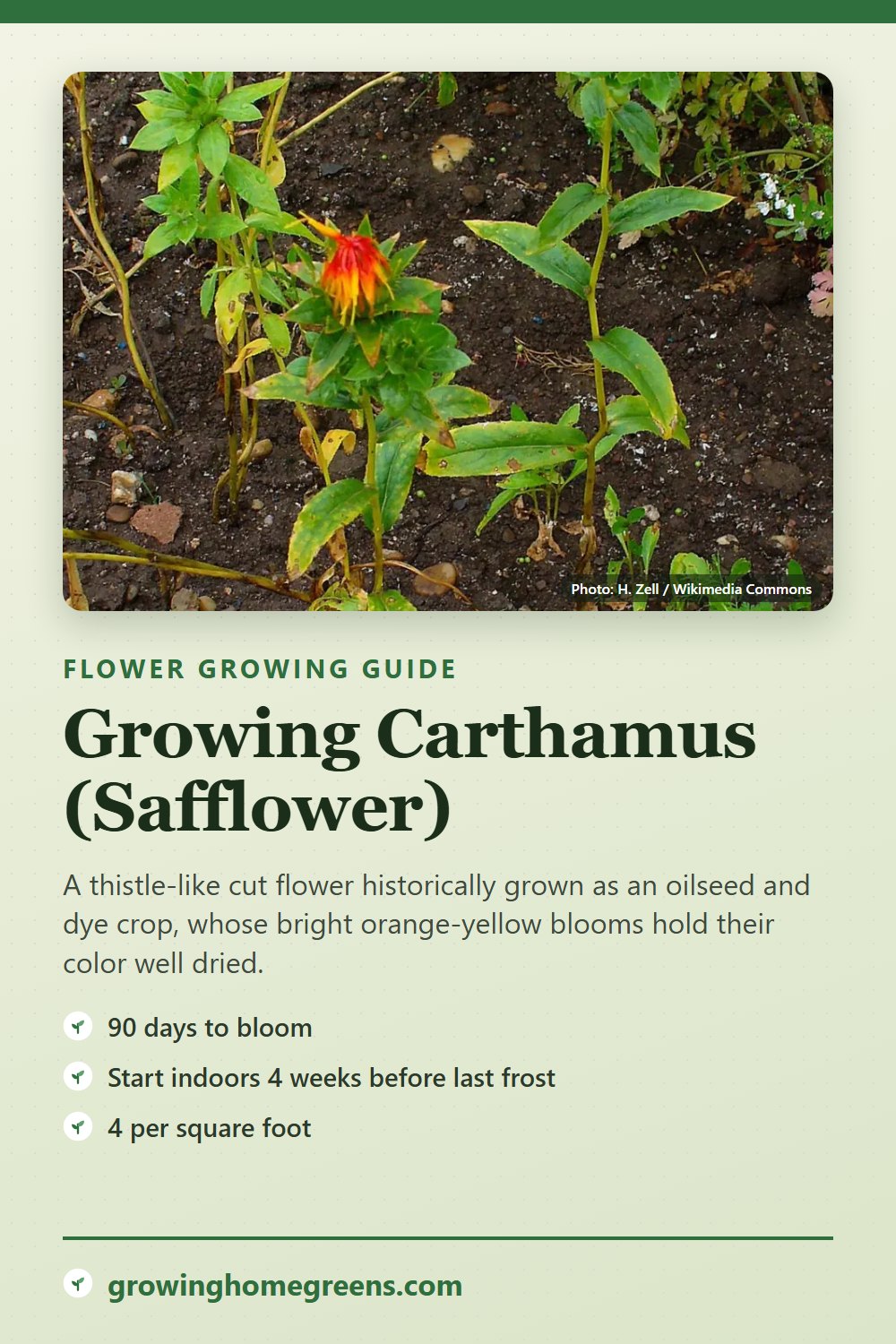 Carthamus (Safflower): growing guide