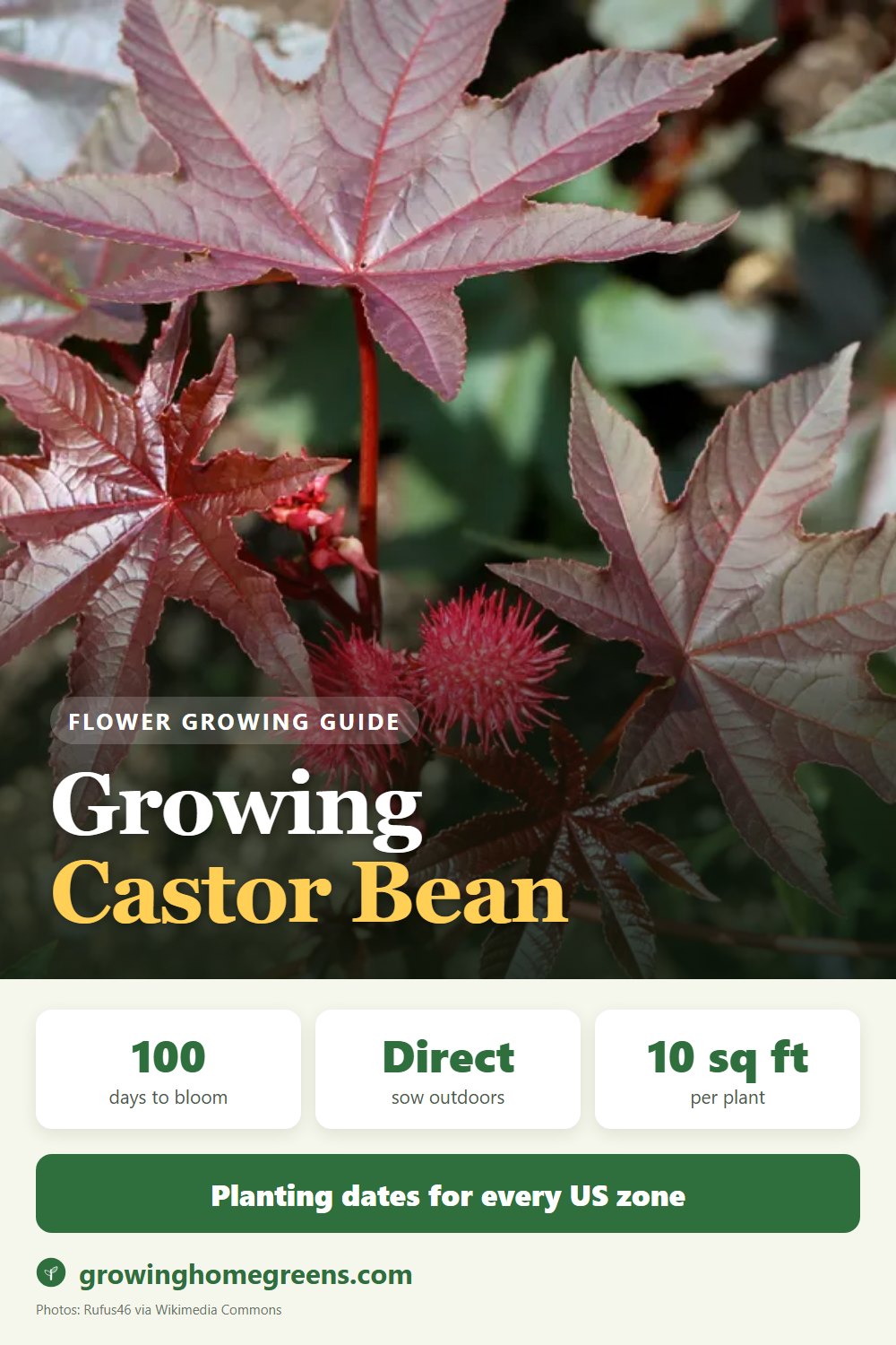 Castor Bean: growing guide