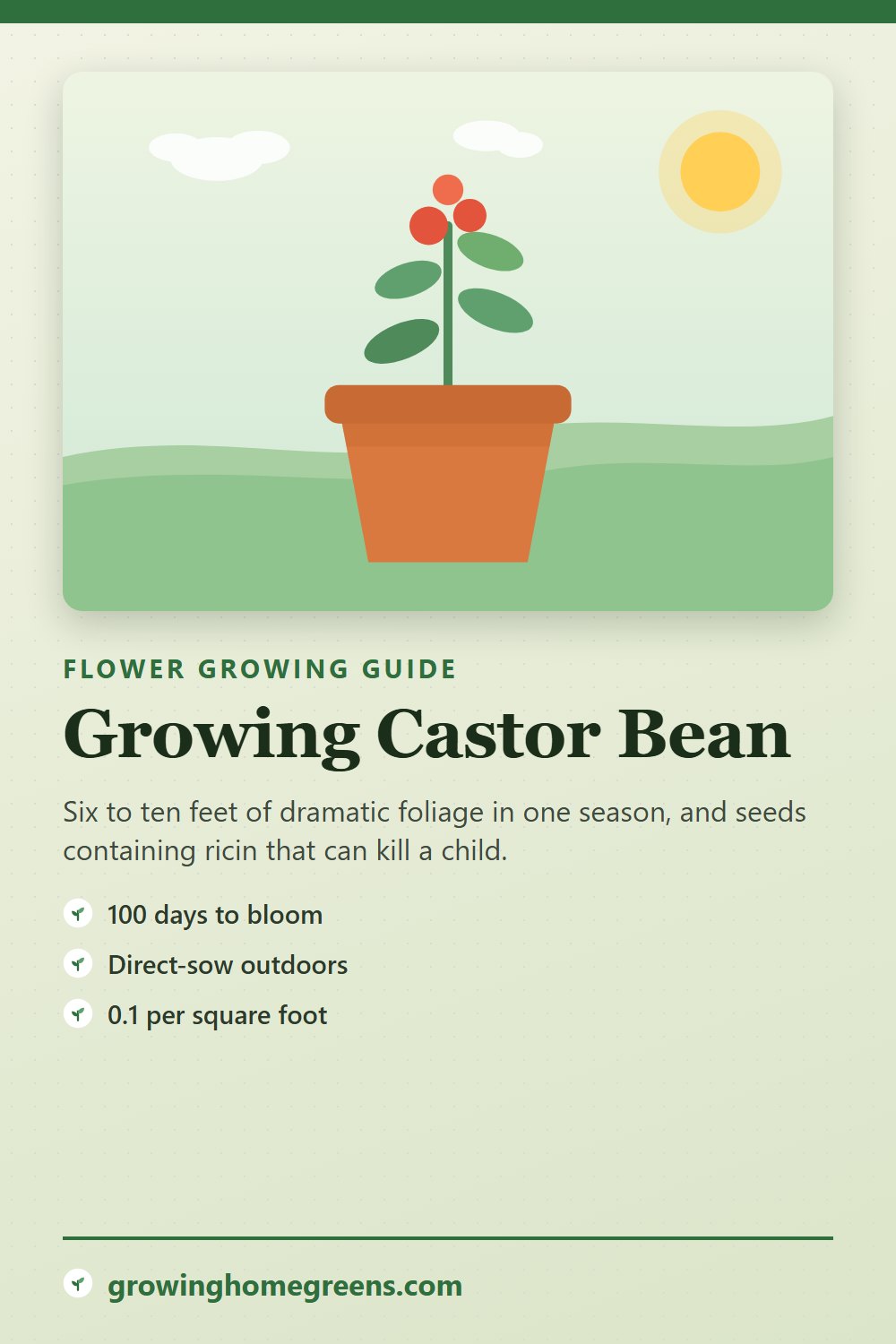 Castor Bean: growing guide
