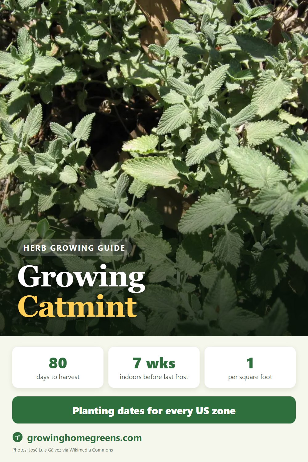 Catmint: growing guide