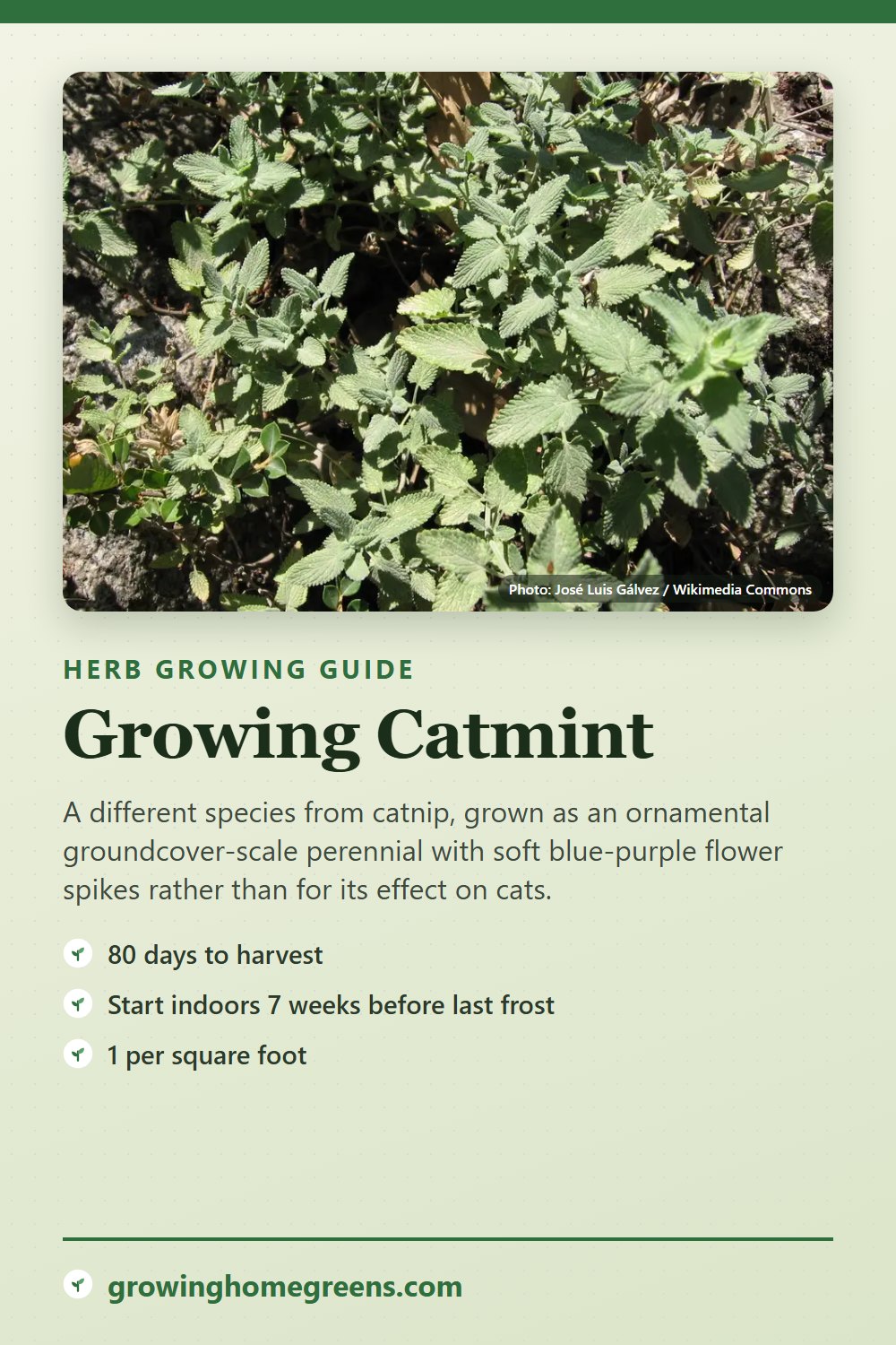 Catmint: growing guide