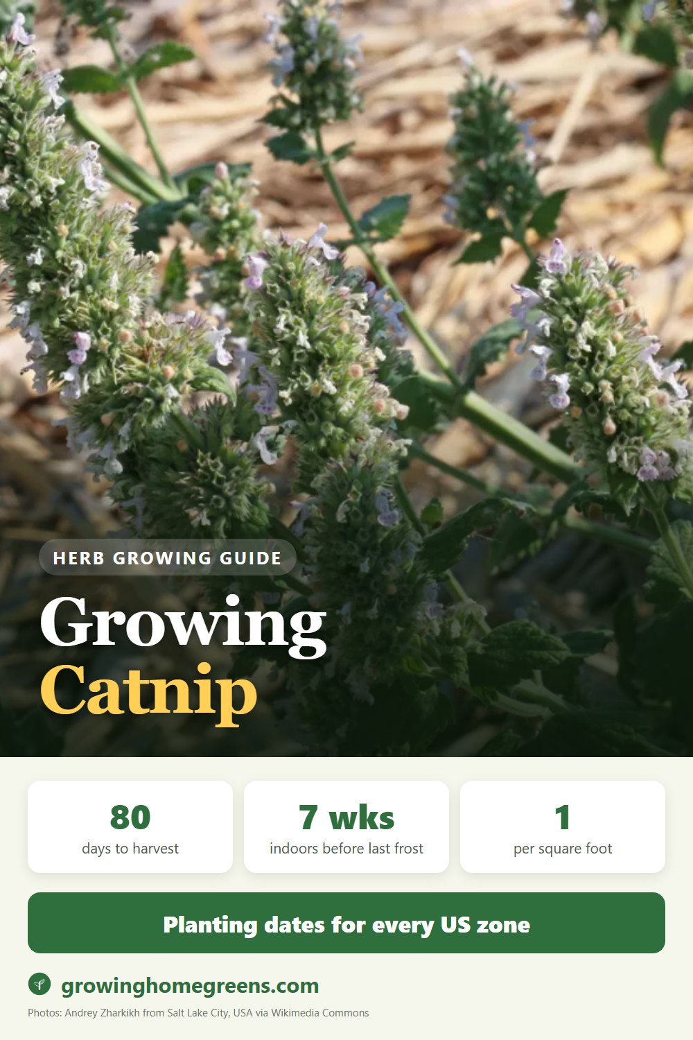 Catnip: growing guide