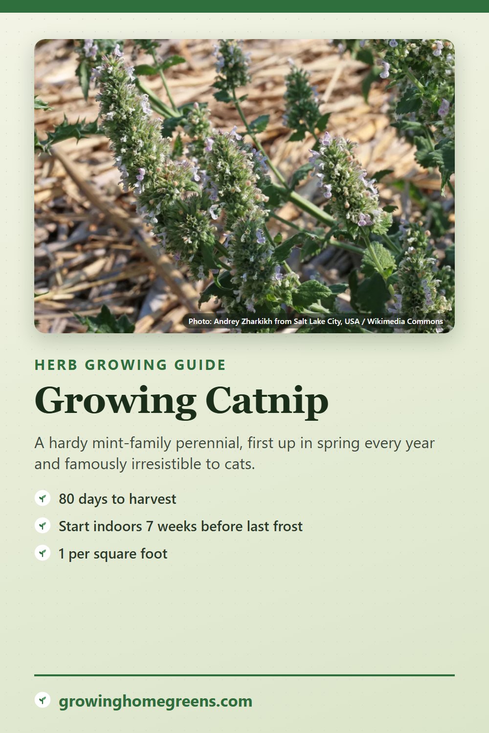Catnip: growing guide