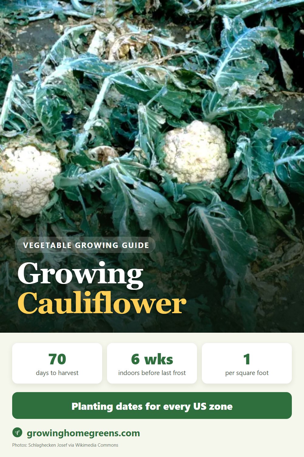 Cauliflower: growing guide