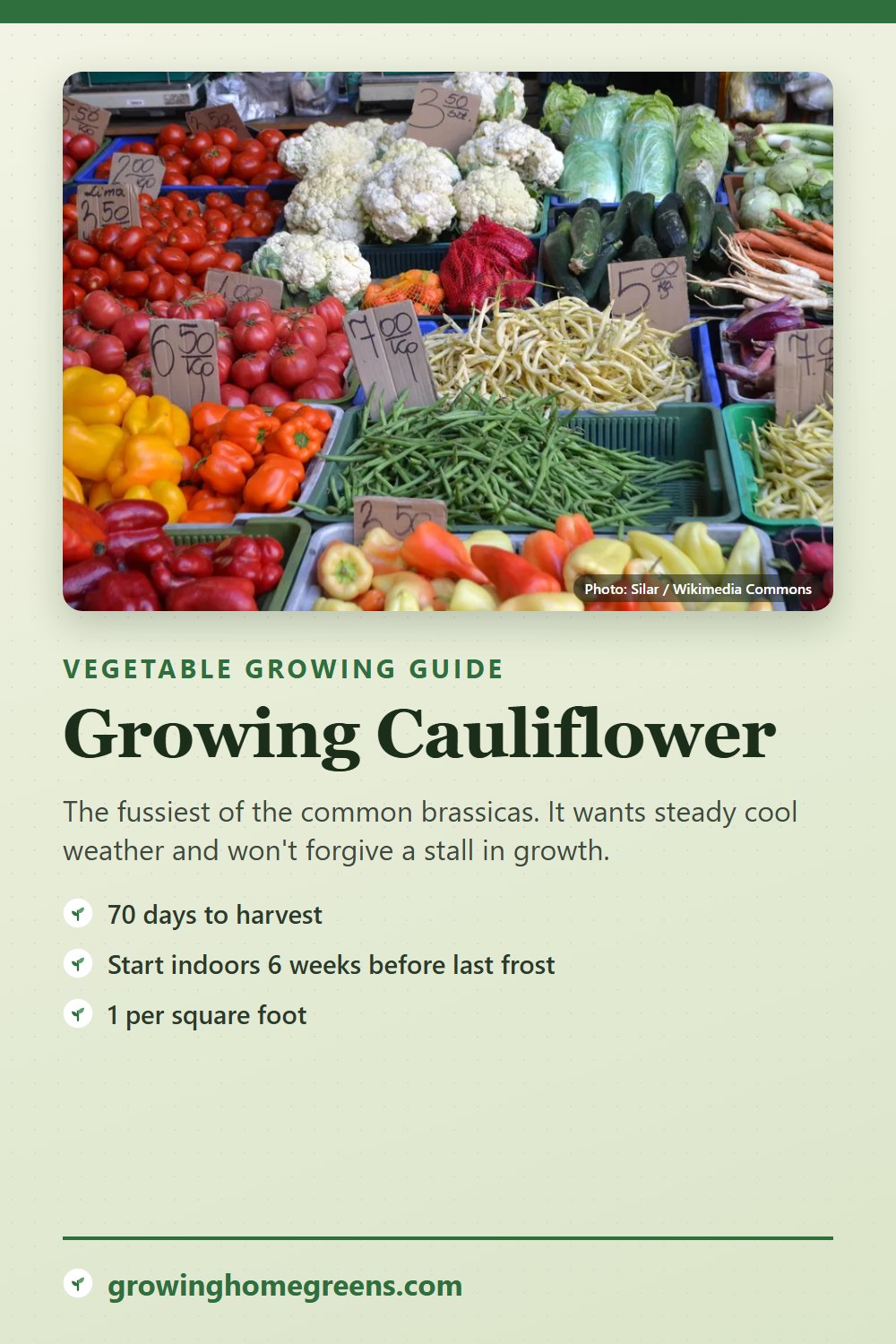 Cauliflower: growing guide