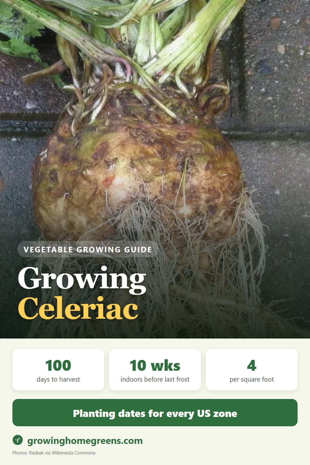 Celeriac (Celery Root): growing guide