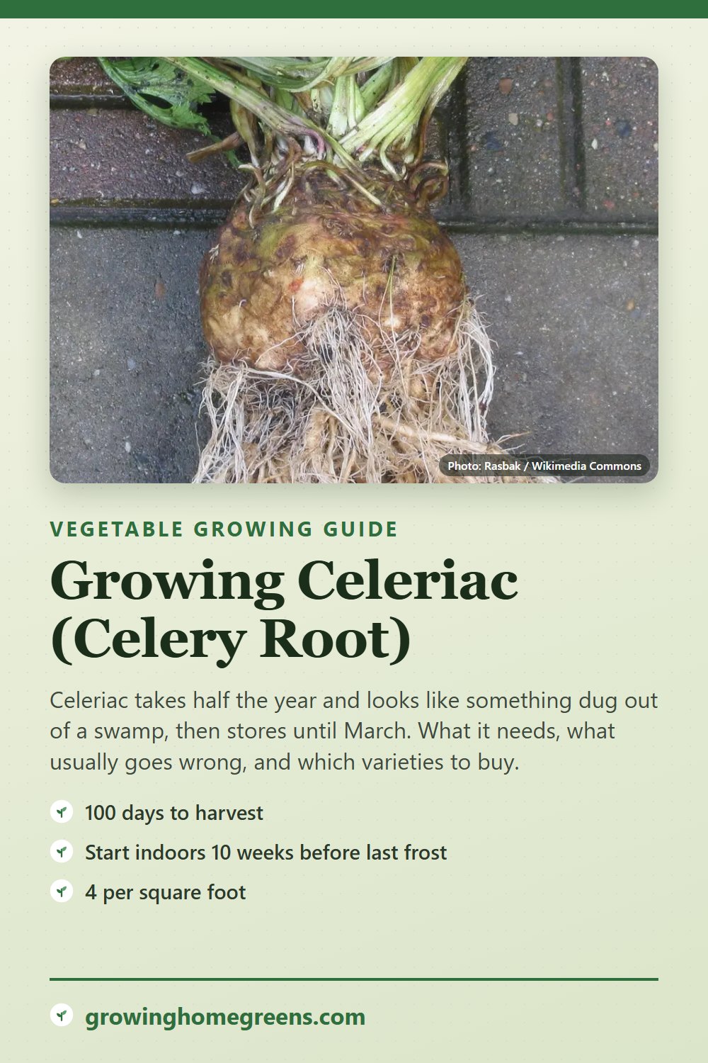 Celeriac (Celery Root): growing guide
