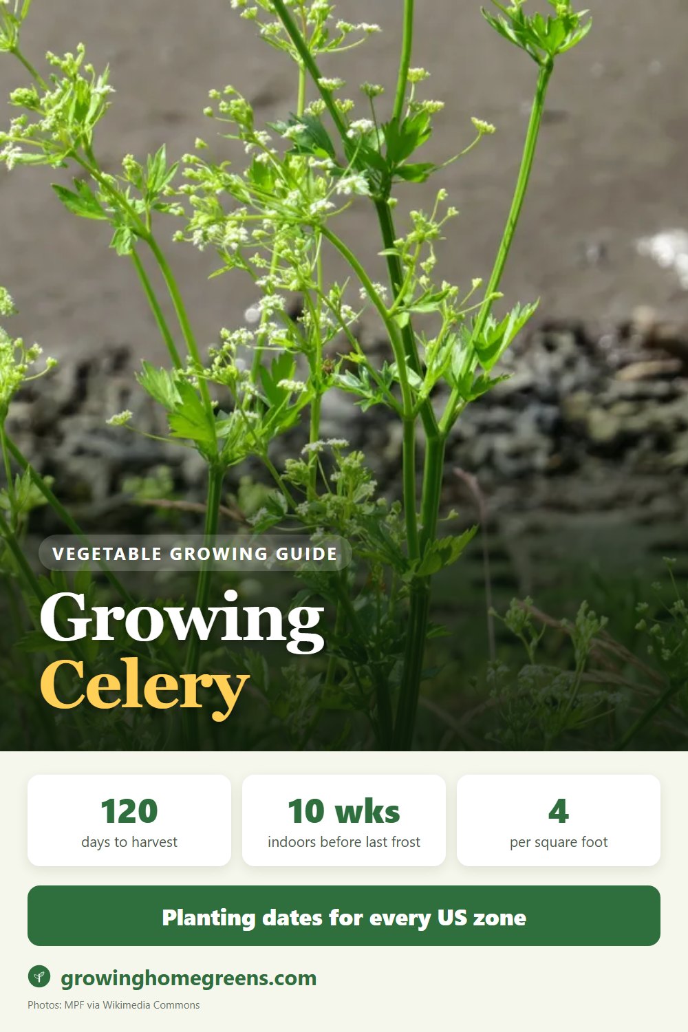 Celery: growing guide