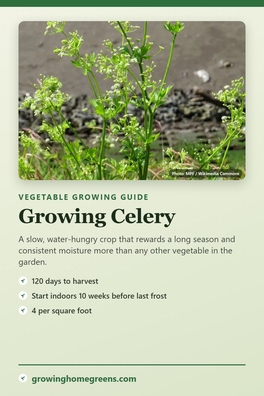 Celery: growing guide