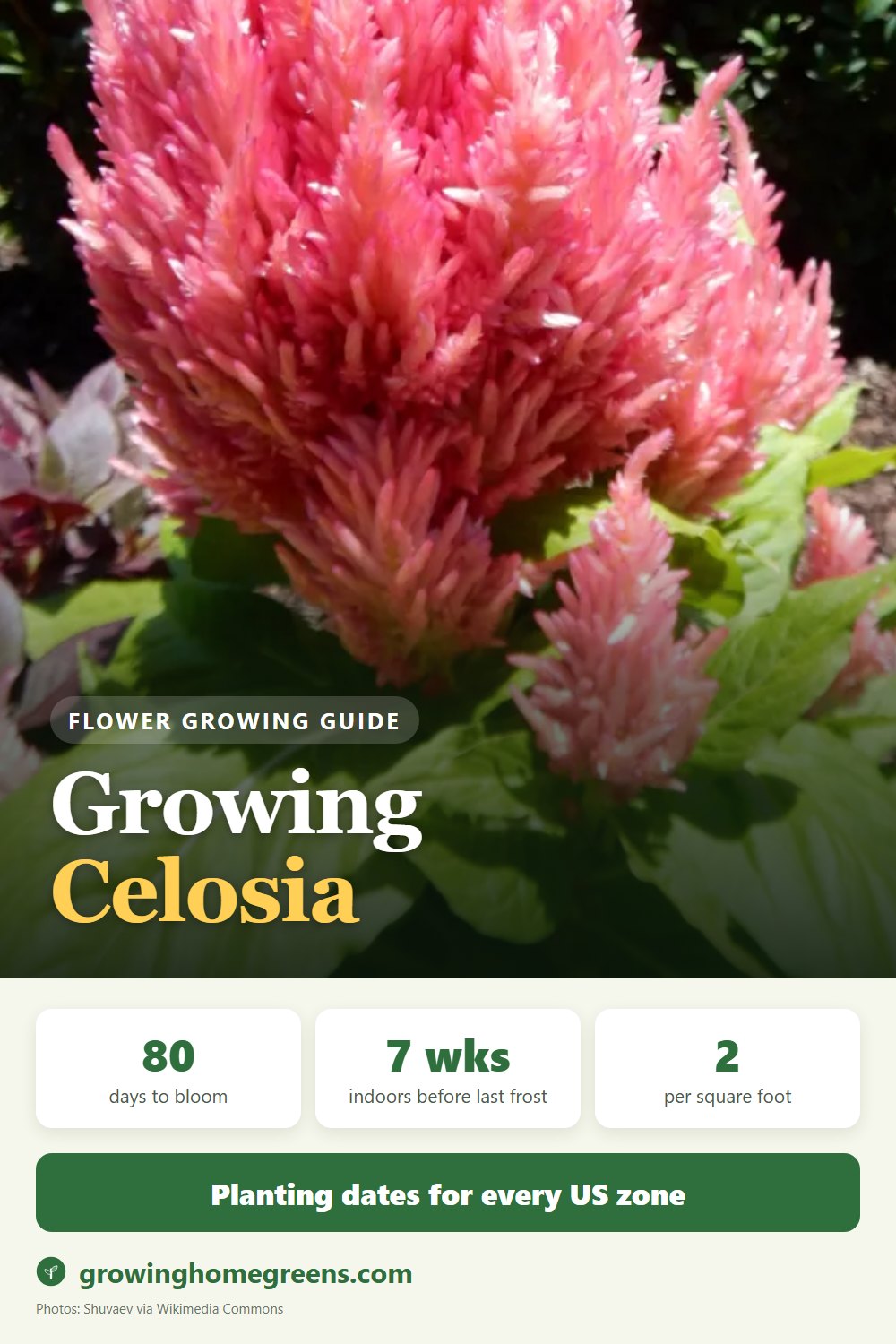 Celosia: growing guide