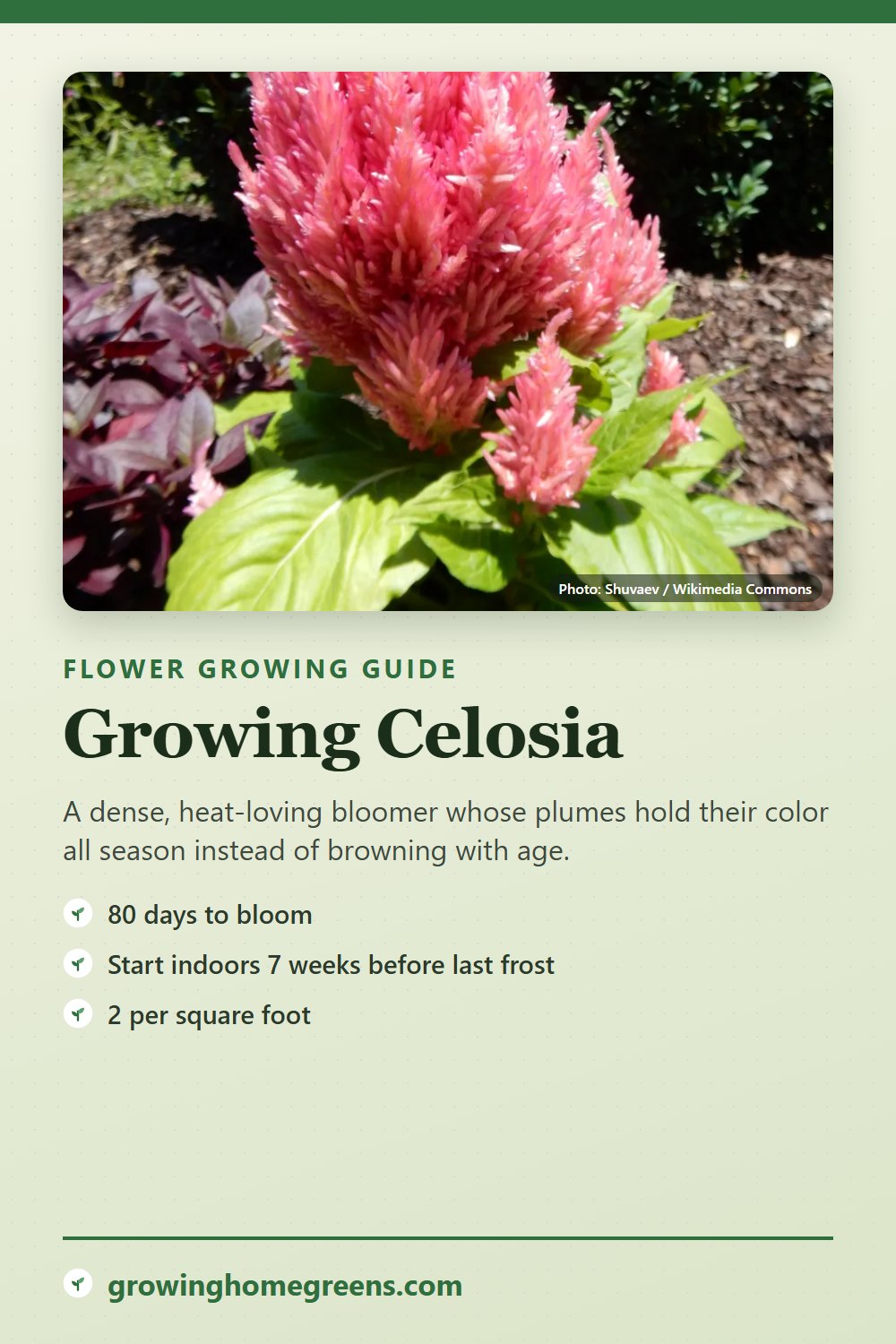 Celosia: growing guide