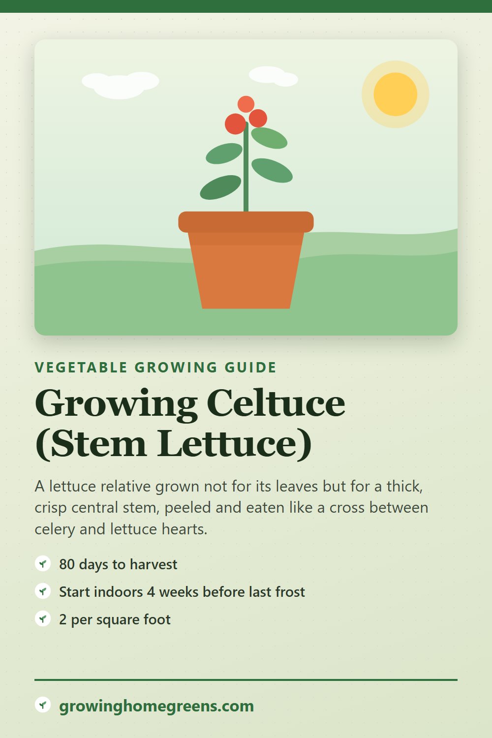Celtuce (Stem Lettuce): growing guide