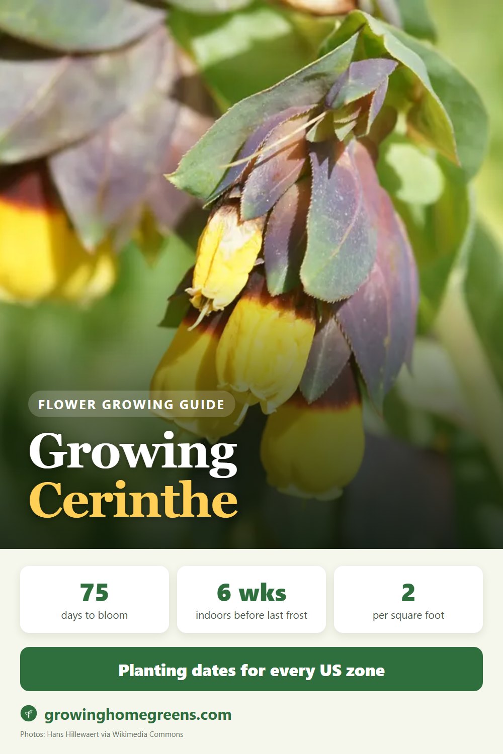 Cerinthe (Honeywort): growing guide