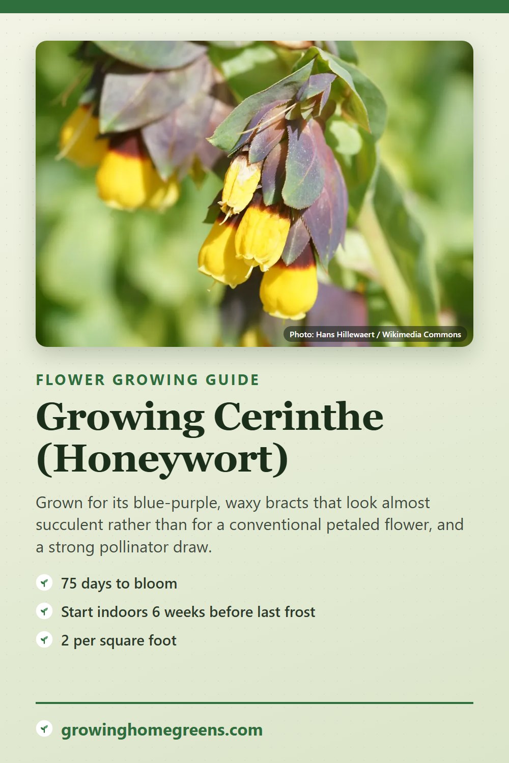 Cerinthe (Honeywort): growing guide
