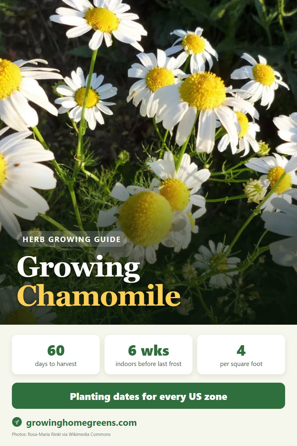 Growing Chamomile (German) in USDA zone 10b