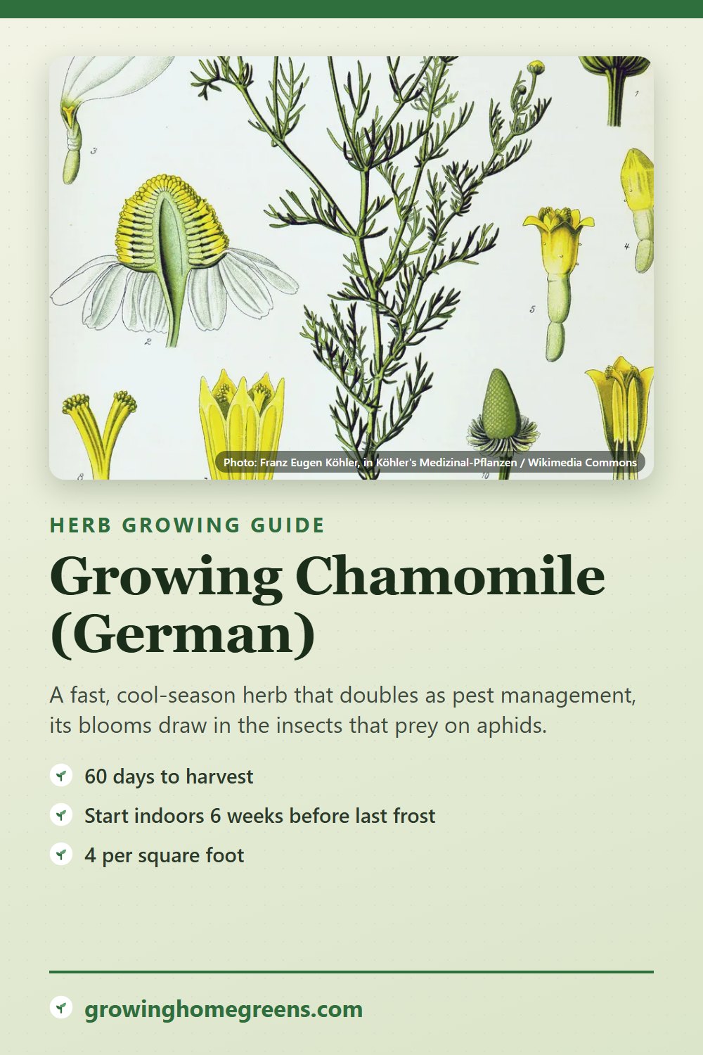 Chamomile (German): growing guide