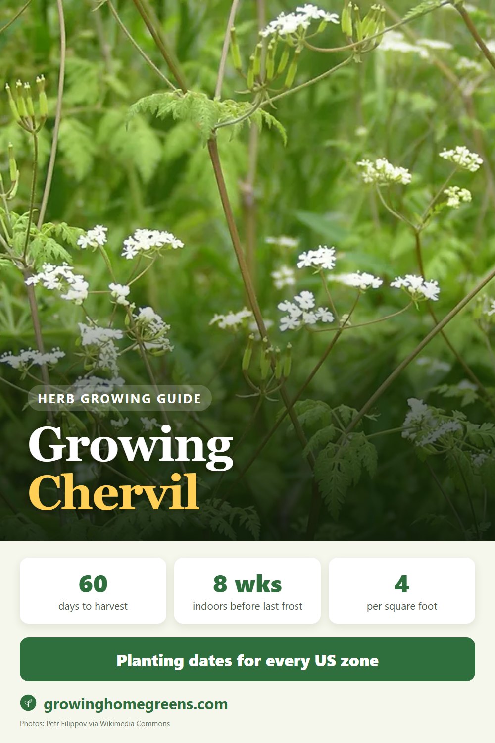 Chervil: growing guide