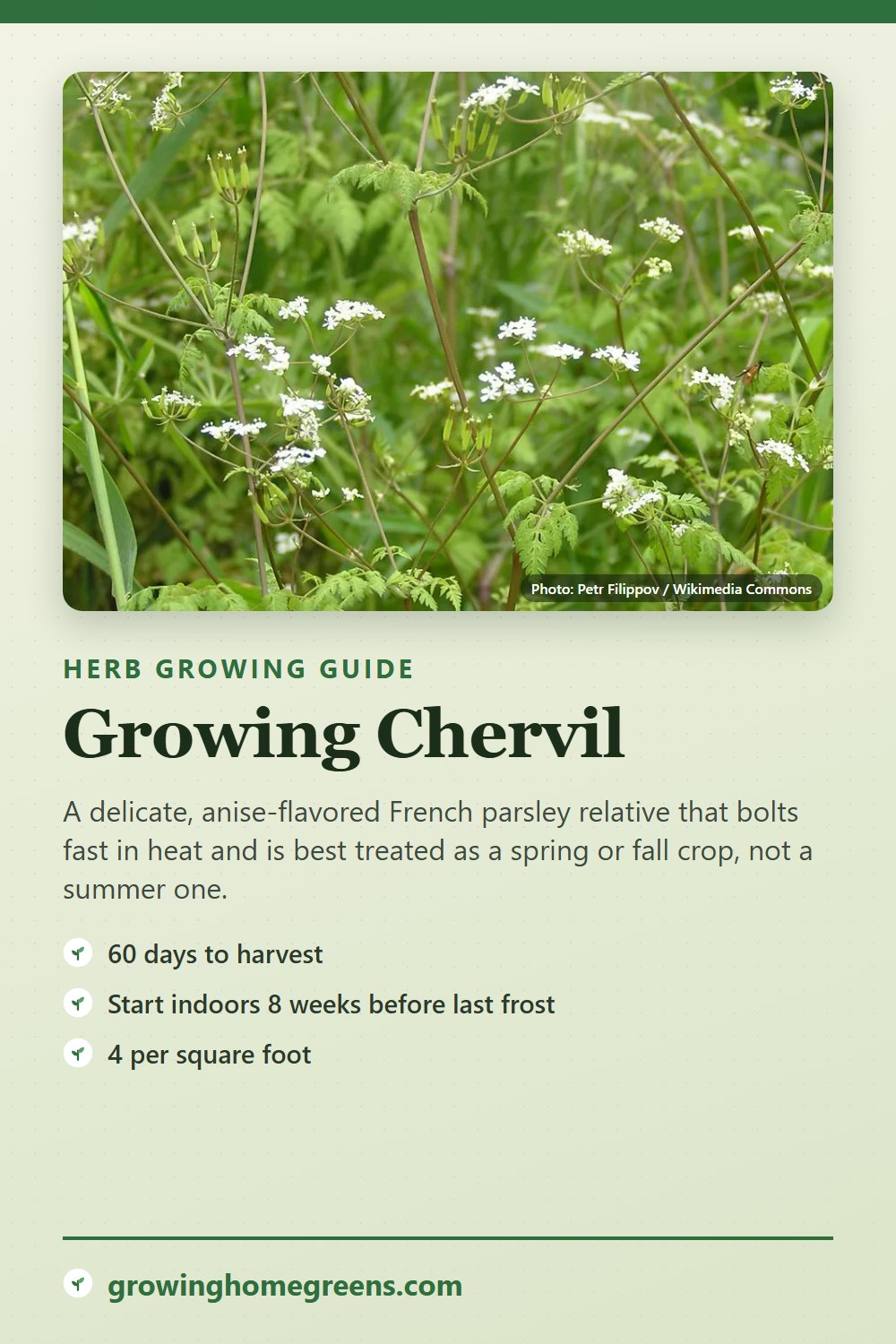 Chervil: growing guide