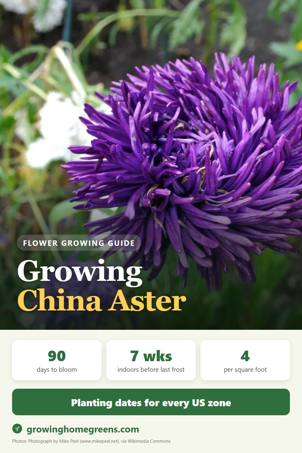 China Aster: growing guide