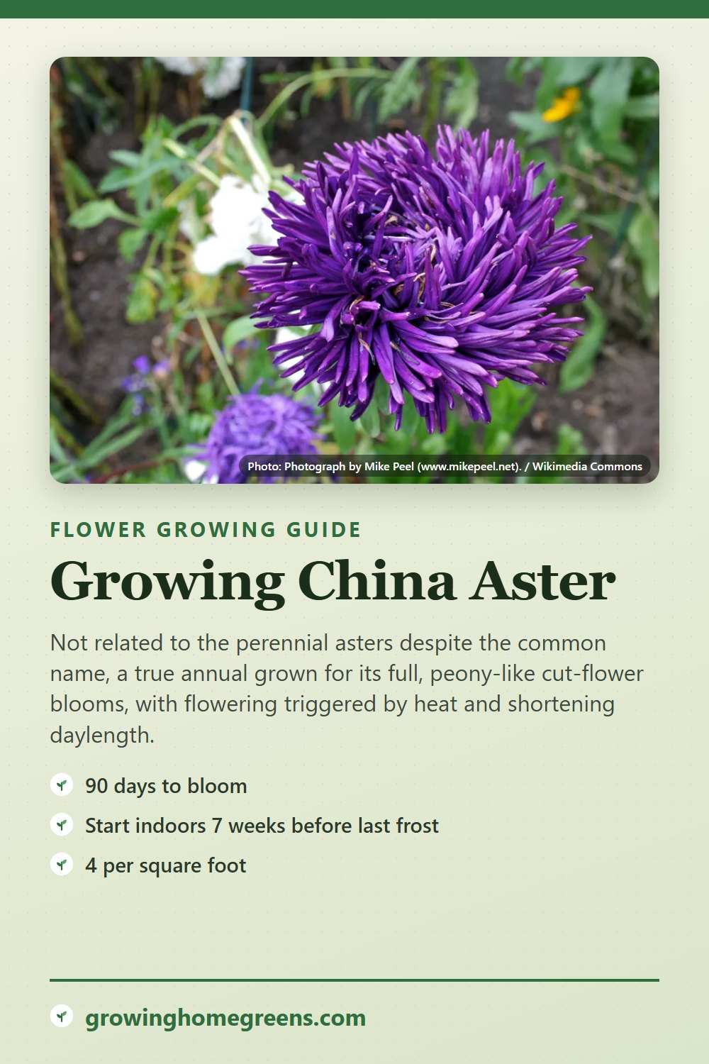 China Aster: growing guide
