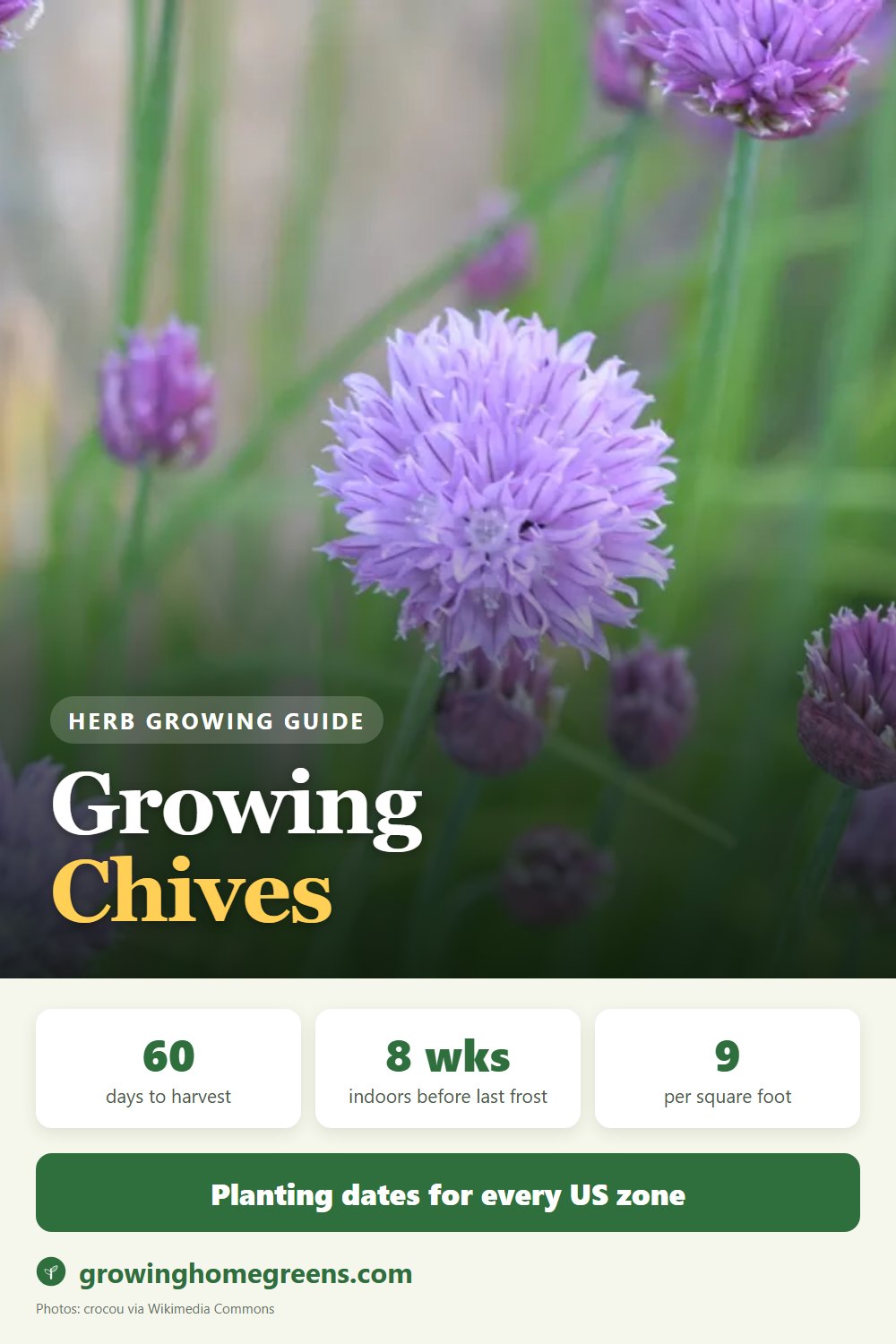Chives: growing guide