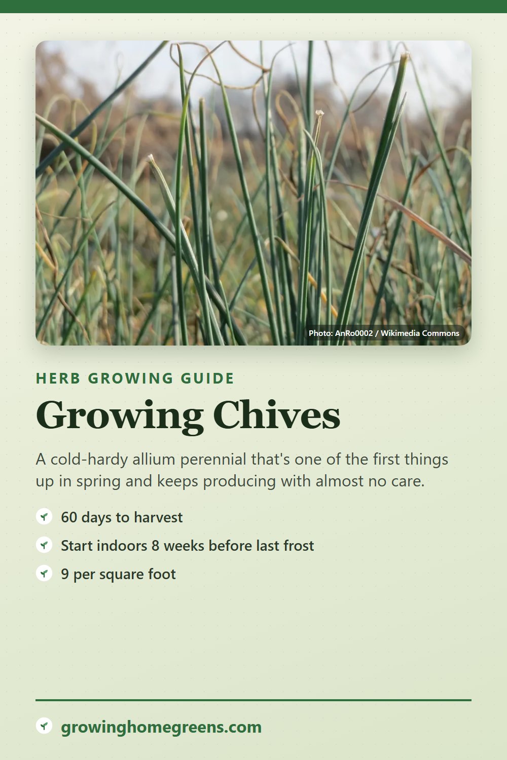 Chives: growing guide