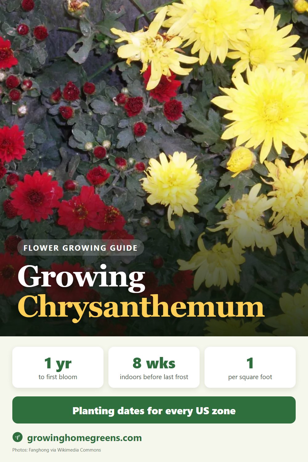 Chrysanthemum (Garden Mum): growing guide