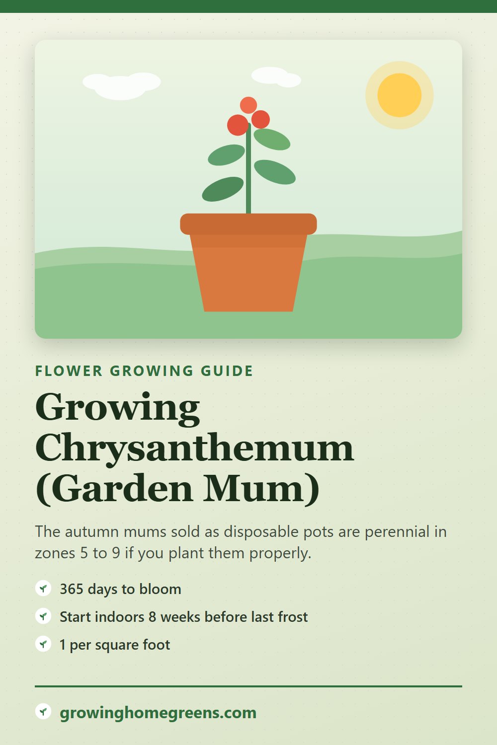 Chrysanthemum (Garden Mum): growing guide