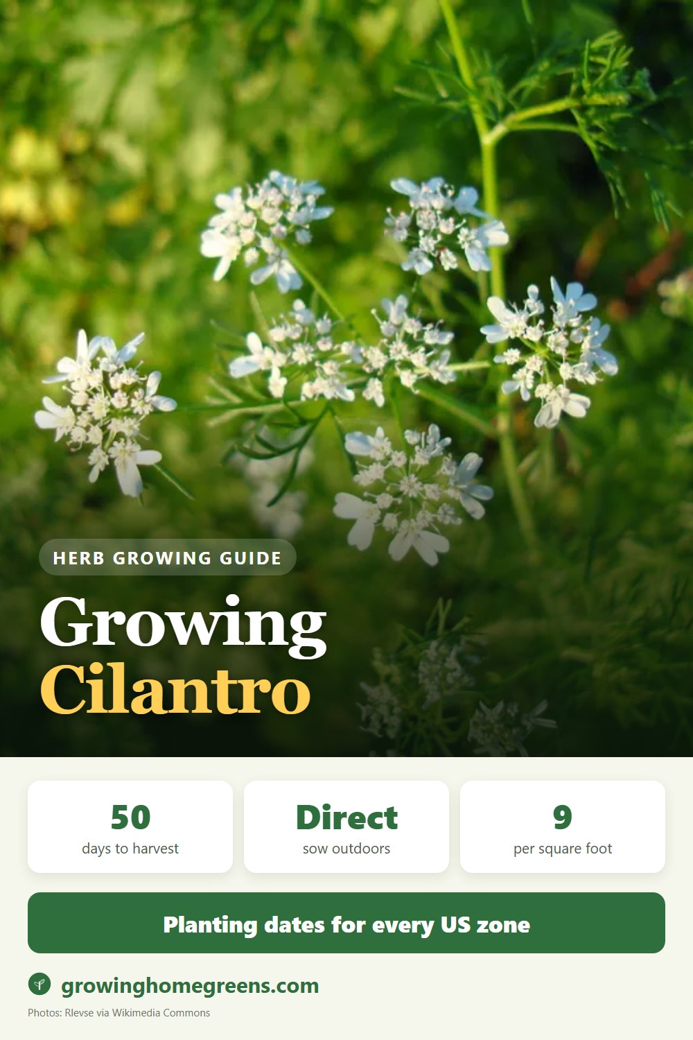 Cilantro: growing guide