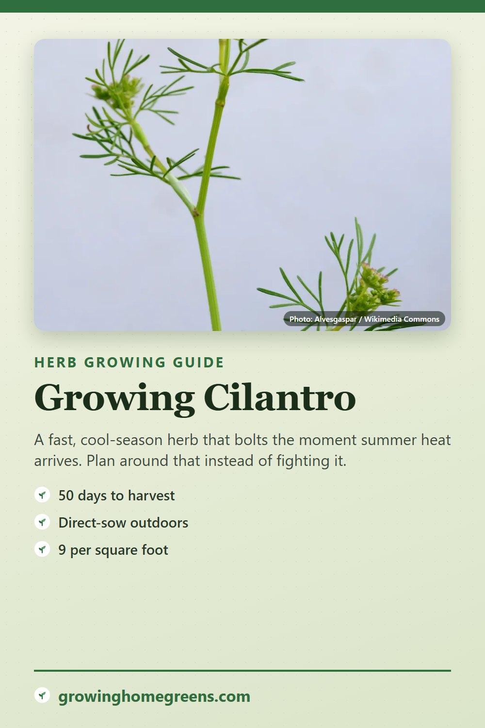 Cilantro: growing guide