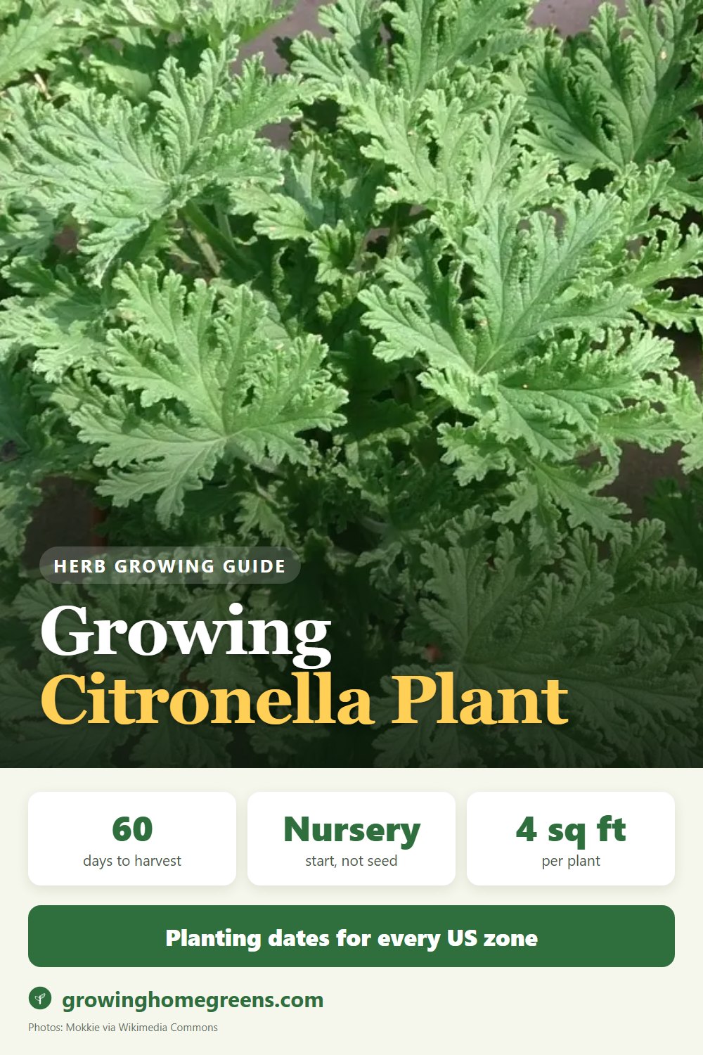 Citronella Plant (Mosquito Plant): growing guide