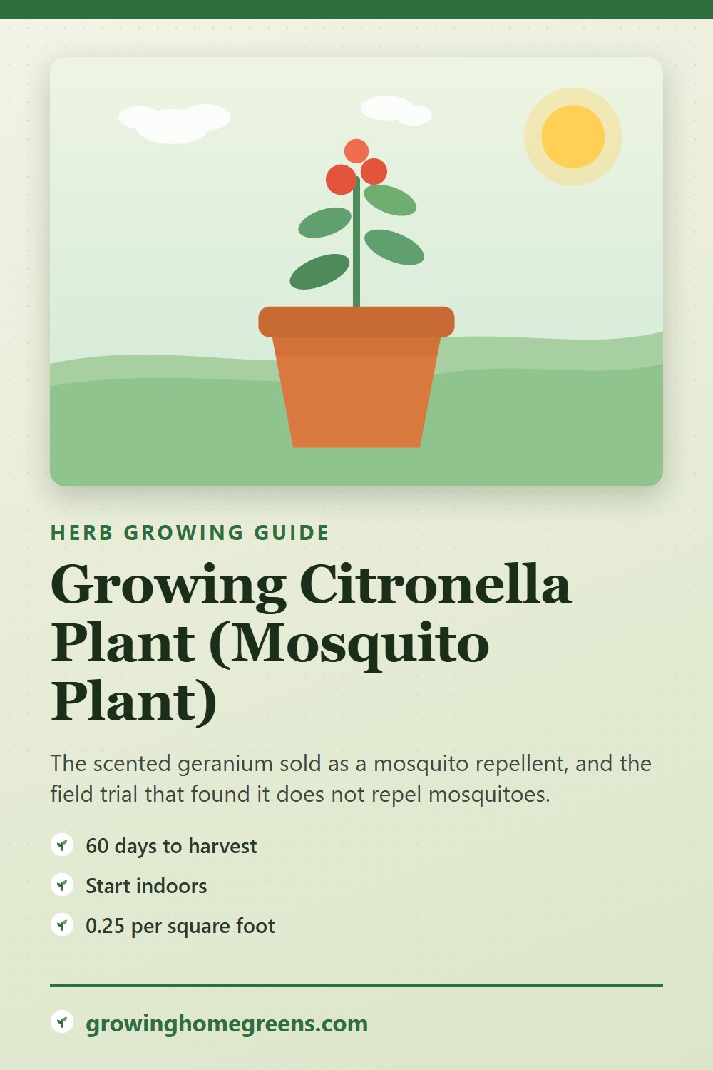 Citronella Plant (Mosquito Plant): growing guide