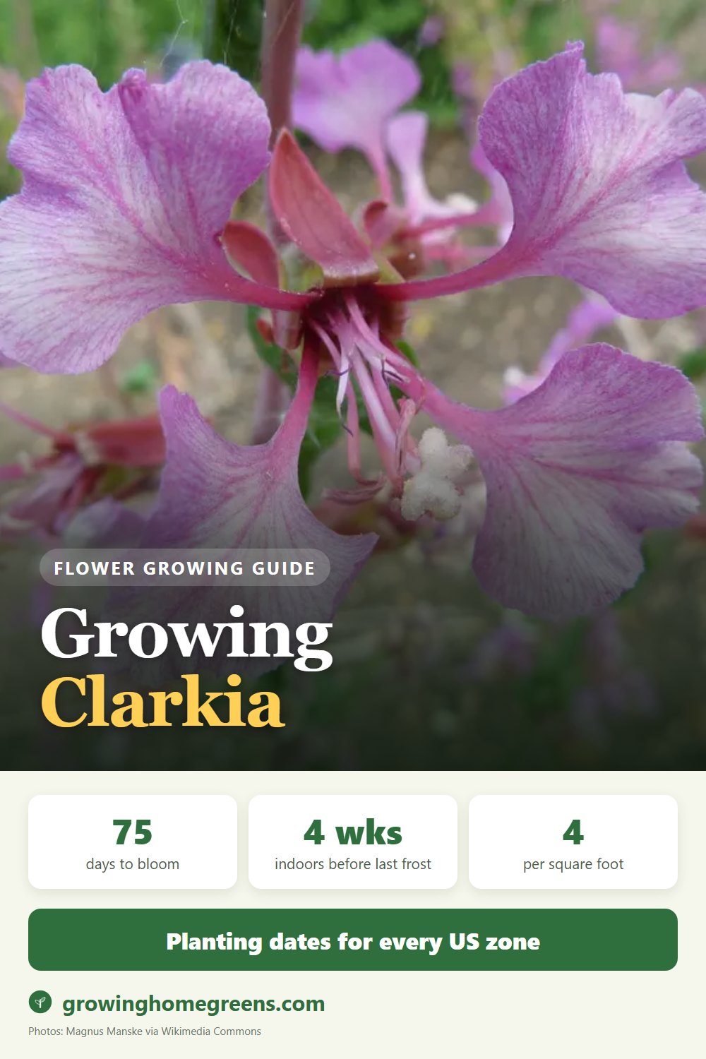 Clarkia (Farewell-to-Spring): growing guide