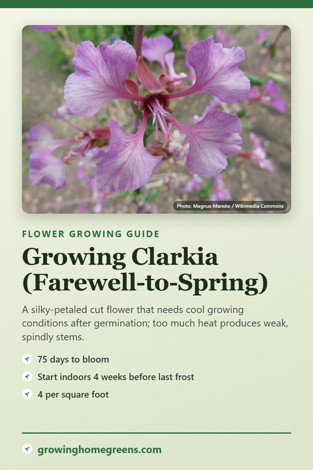 Clarkia (Farewell-to-Spring): growing guide