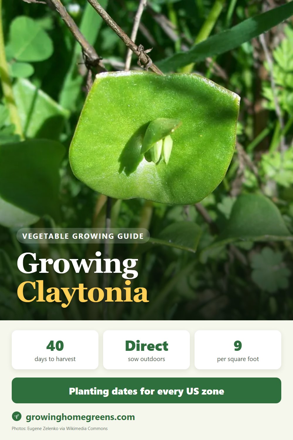 Claytonia (Miner's Lettuce): growing guide