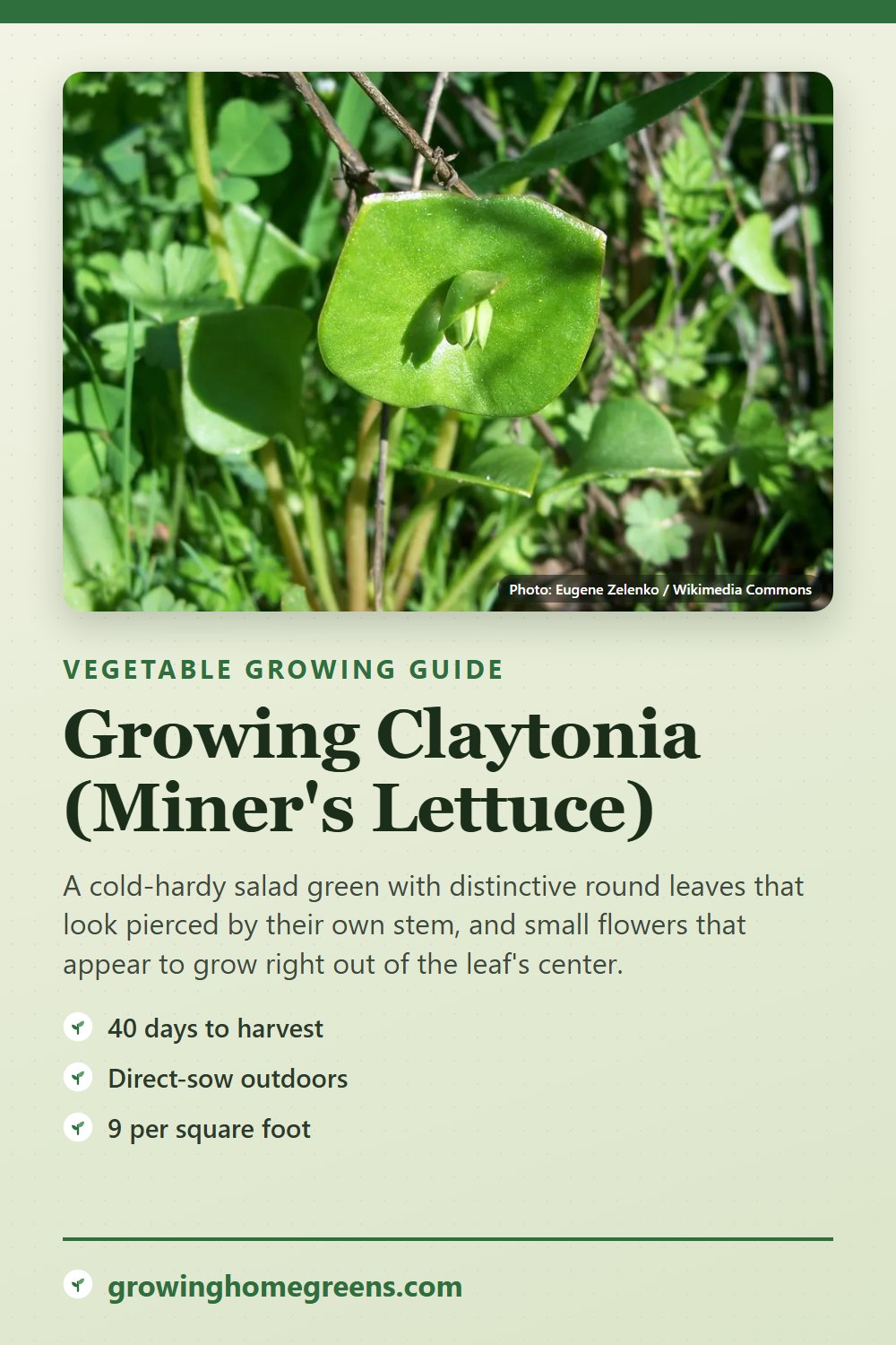 Claytonia (Miner's Lettuce): growing guide