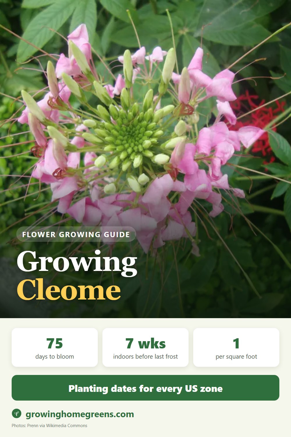 Cleome (Spider Flower): growing guide