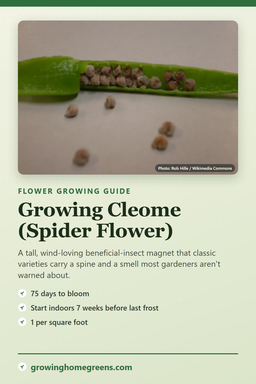Cleome (Spider Flower): growing guide