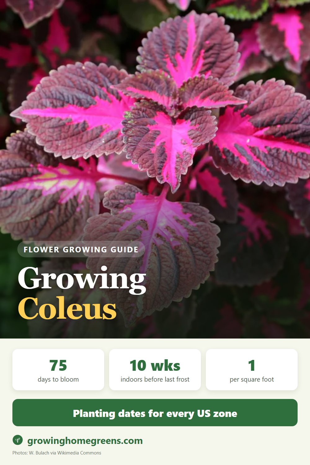 Coleus: growing guide