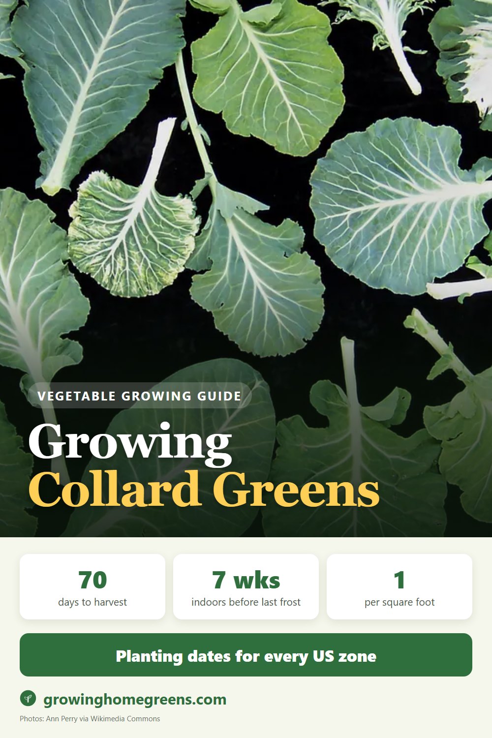 Collard Greens: growing guide