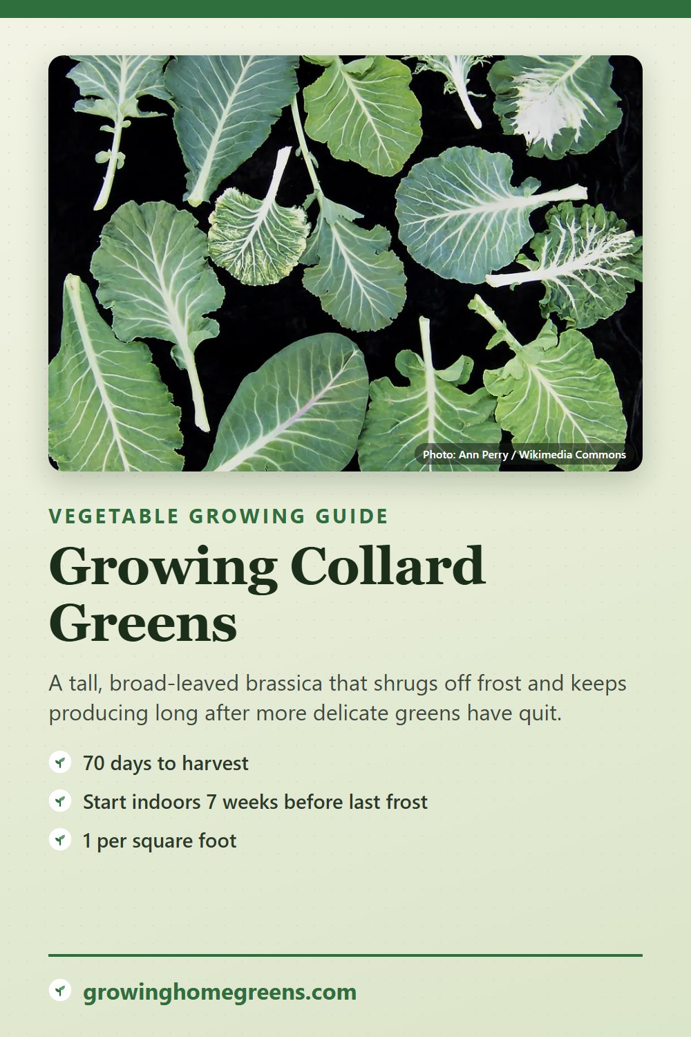 Collard Greens: growing guide