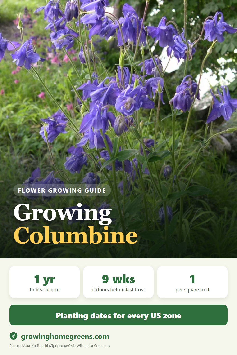 Columbine: growing guide